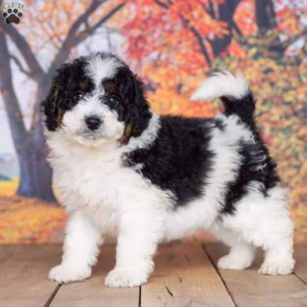 Zack, Mini Bernedoodle Puppy